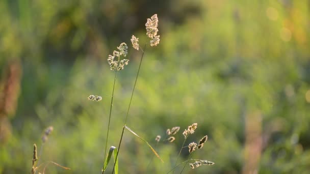 Las malas hierbas al atardecer en la brisa — Vídeo de stock