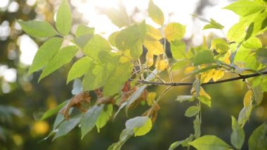 Güneş ışınları sonbahar yaprakları delikli
