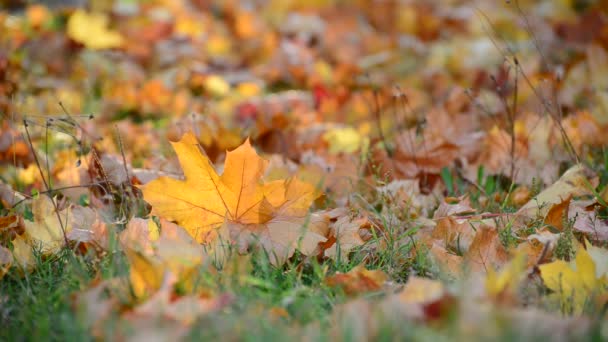 Hojas de arce de otoño en el suelo — Vídeo de stock