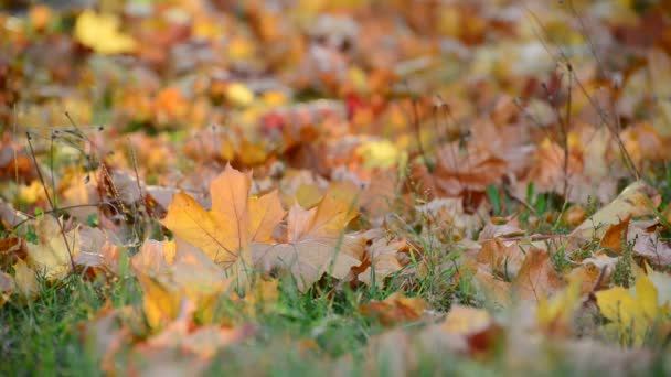 Herfst esdoorn bladeren op grond — Stockvideo