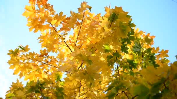 Прекрасне осіннє кленове листя в сонячний день — стокове відео