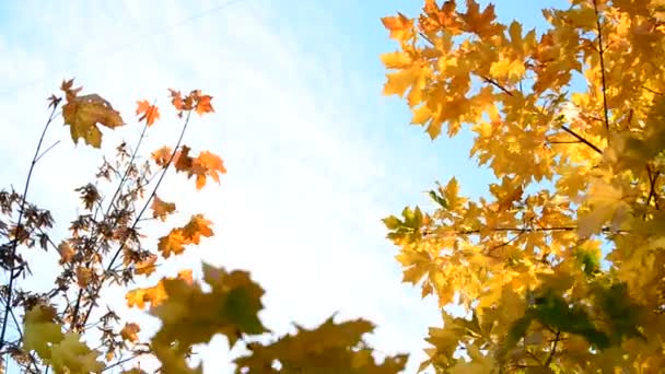 Beautiful autumn maple leaves on  sunny day — Stock Video