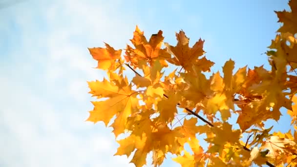 Beautiful autumn maple leaves on  sunny day — Stock Video