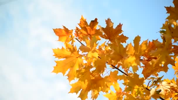 Belles feuilles d'érable d'automne le jour ensoleillé 