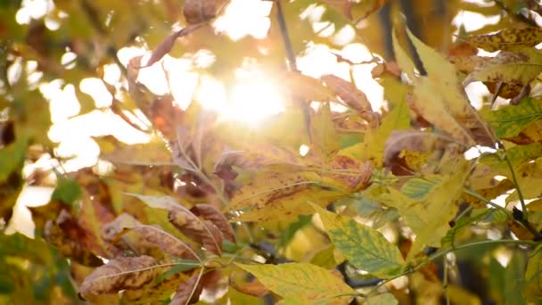 Ακτίνες ήλιων είναι διάτρητη μέσω των φύλλων το φθινόπωρο — Αρχείο Βίντεο