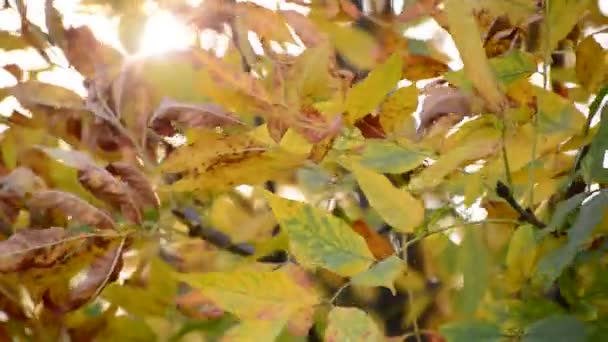 Rayos de sol se perforan a través de las hojas de otoño — Vídeo de stock