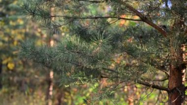 Çam ağacı sonbahar günbatımı Park