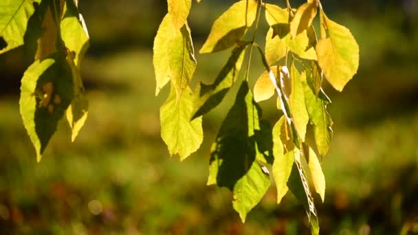 Belles feuilles d'automne jaunes rétroéclairées — Video