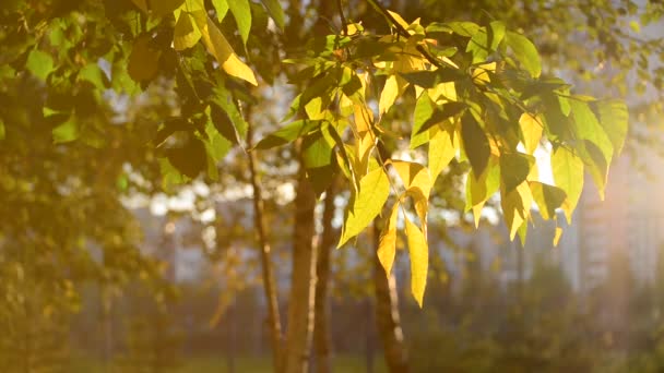 Belles feuilles d'automne jaunes rétroéclairées 