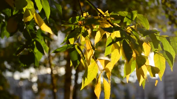 Lindas folhas amarelas de outono retroiluminadas — Vídeo de Stock