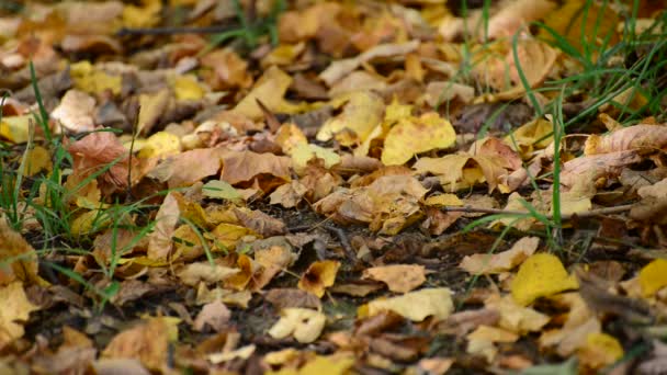 Hojas de arce de otoño en el suelo — Vídeo de stock