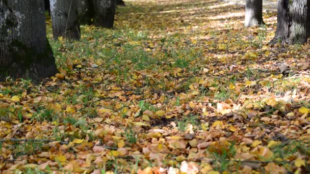 Foglie d'acero autunnale a terra — Video Stock