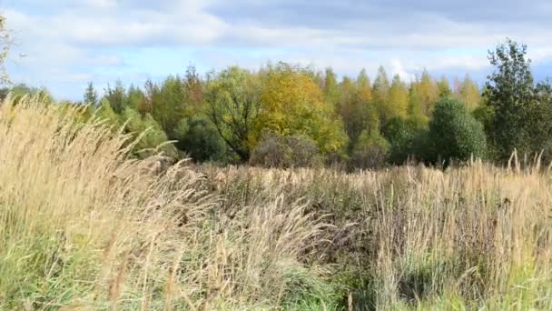 In de vroege herfst park op zonnige dag — Stockvideo