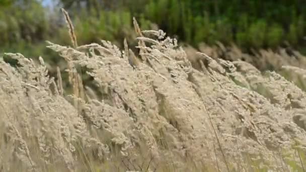 Осенняя трава качается на ветру — стоковое видео