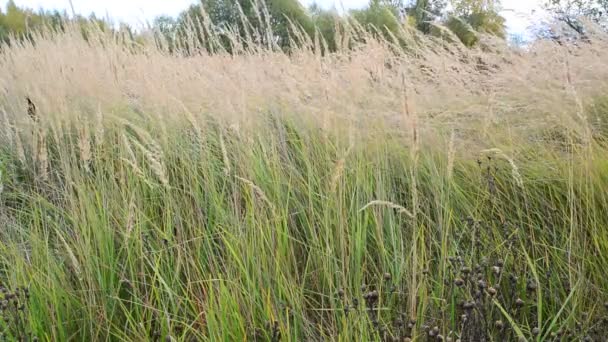 Herbstgras wiegt sich im Wind — Stockvideo