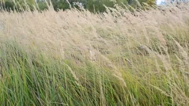 Осенняя трава качается на ветру — стоковое видео