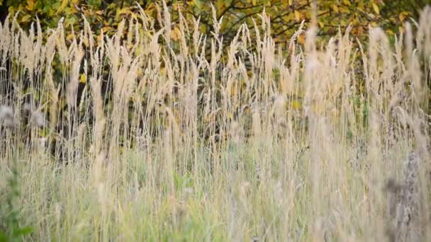 Höstens gräs som vajar i vinden — Stockvideo