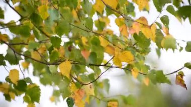 Erken sonbaharda rüzgârla sallanan huş ağacı yaprakları