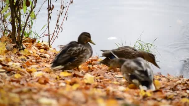 Pato salvaje en el lago en otoño — Vídeo de stock