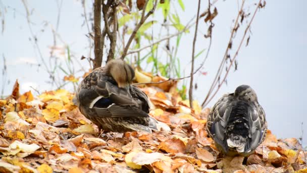Pato selvagem no lago no outono — Vídeo de Stock