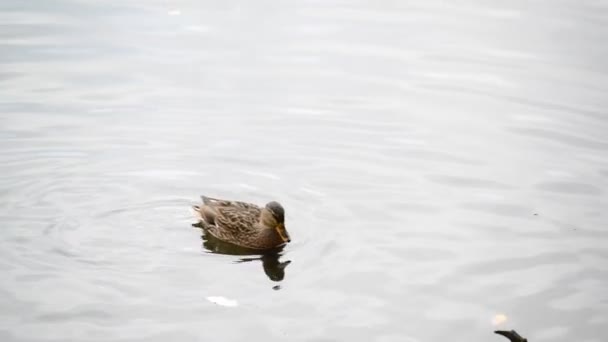 야생 회색 오리 연못에서 수영 — 비디오