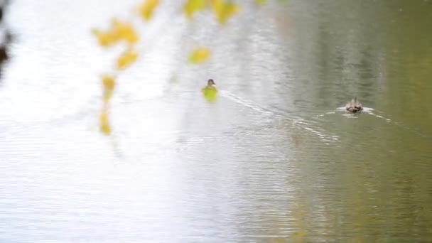 Graue Ente schwimmt im Teich — Stockvideo