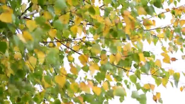 Foglie di betulla ondeggianti sul vento all'inizio dell'autunno — Video Stock