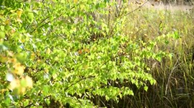 Erken sonbaharda rüzgârla sallanan huş ağacı yaprakları