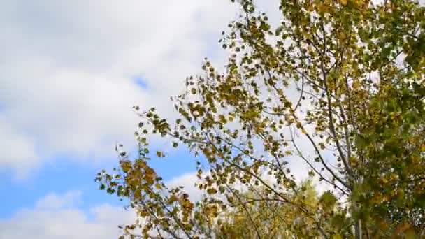 Hojas de álamo en el viento de otoño — Vídeo de stock