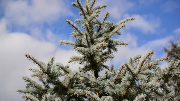 Blue spruce grenar gungar i bris — Stockvideo