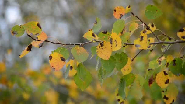 feuilles de peuplier dans le vent d'automne 