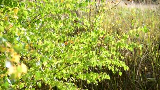 Feuilles de bouleau se balançant sur le vent au début de l'automne 