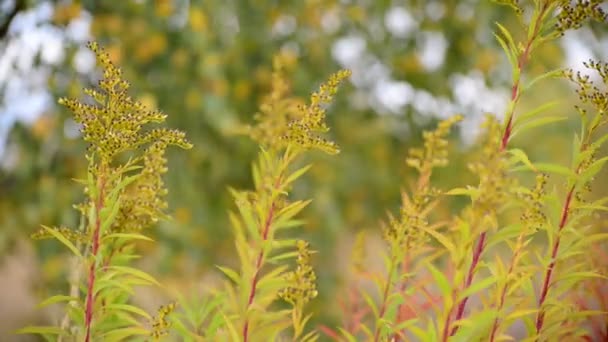 Herbstgras wiegt sich im Wind — Stockvideo