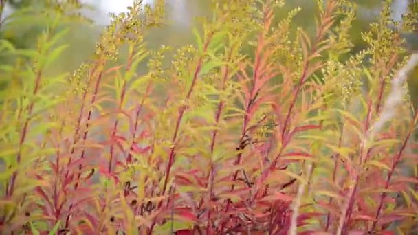 Herfst gras zwaaiend in de wind — Stockvideo