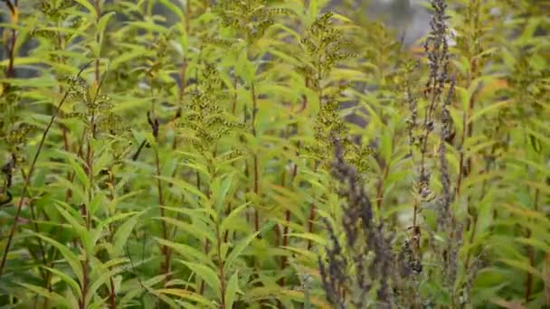 Hierba de otoño balanceándose en el viento — Vídeos de Stock