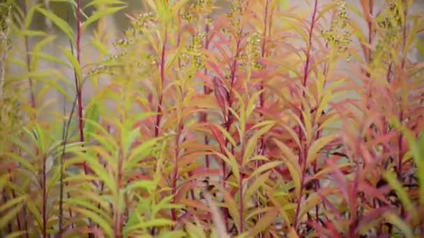 Hierba de otoño balanceándose en el viento — Vídeo de stock