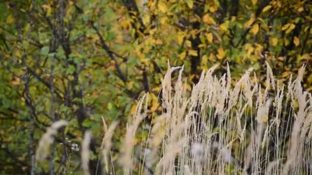 Herbe d'automne oscillant dans le vent — Video