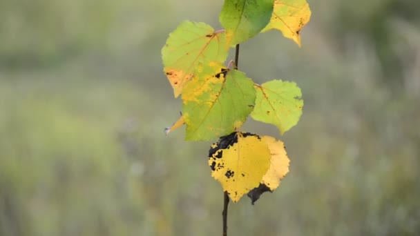 Young branches with yellow autumn leaves in wind — Stock Video