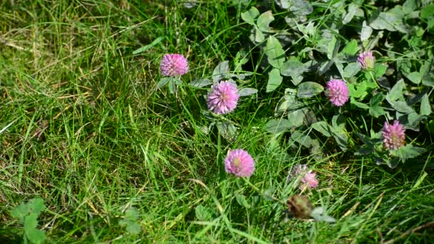 Blooming clover on  lush summer meadow — Stock Video