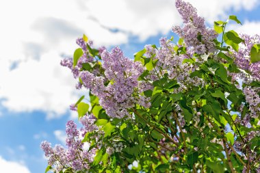 Leylak çiçeği bahar Park