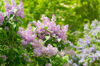 Leylak çiçeği bahar Park