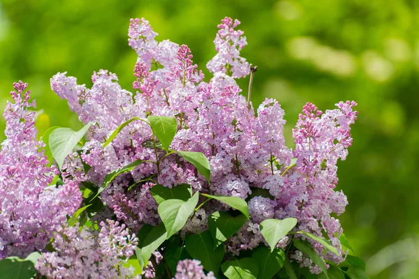Lilac blossoms in the Park at spring — Stock Photo, Image