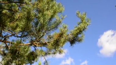 pines mavi gökyüzüne karşı üst kısımları