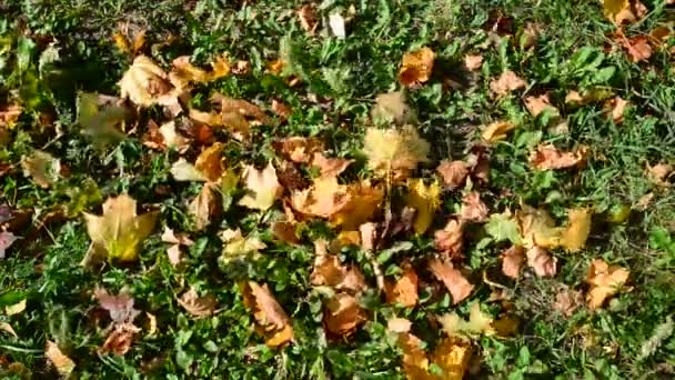 Hojas de arce de otoño en el suelo — Vídeo de stock