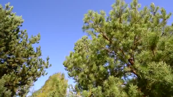 Tops de pinheiros contra o céu azul — Vídeo de Stock
