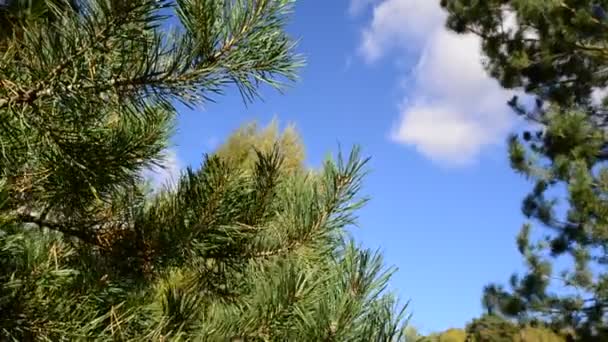 Cime di pini contro il cielo blu — Video Stock