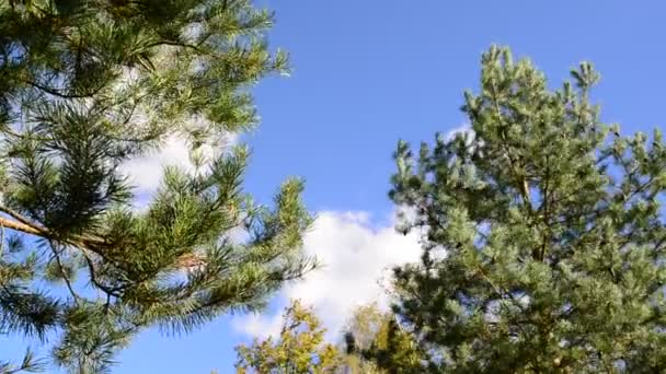 Tops de pinos contra el cielo azul — Vídeo de stock