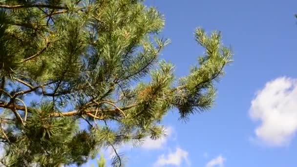 Cime di pini contro il cielo blu — Video Stock