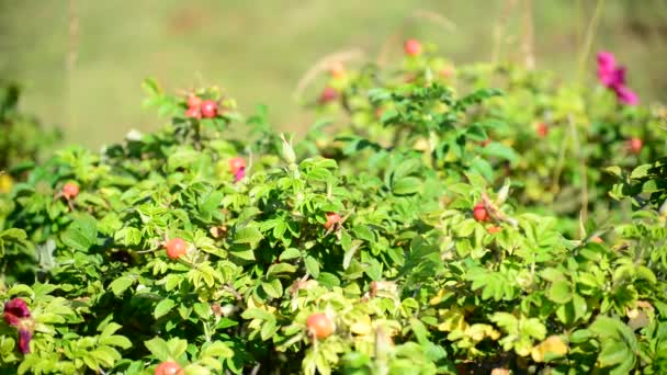 Briar balanceándose en el viento — Vídeos de Stock