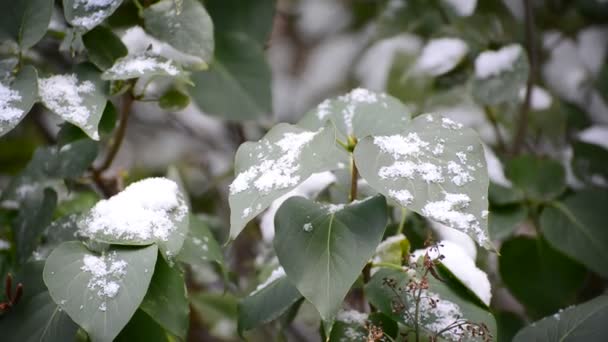 Groene bladeren met sneeuw overdekte — Stockvideo